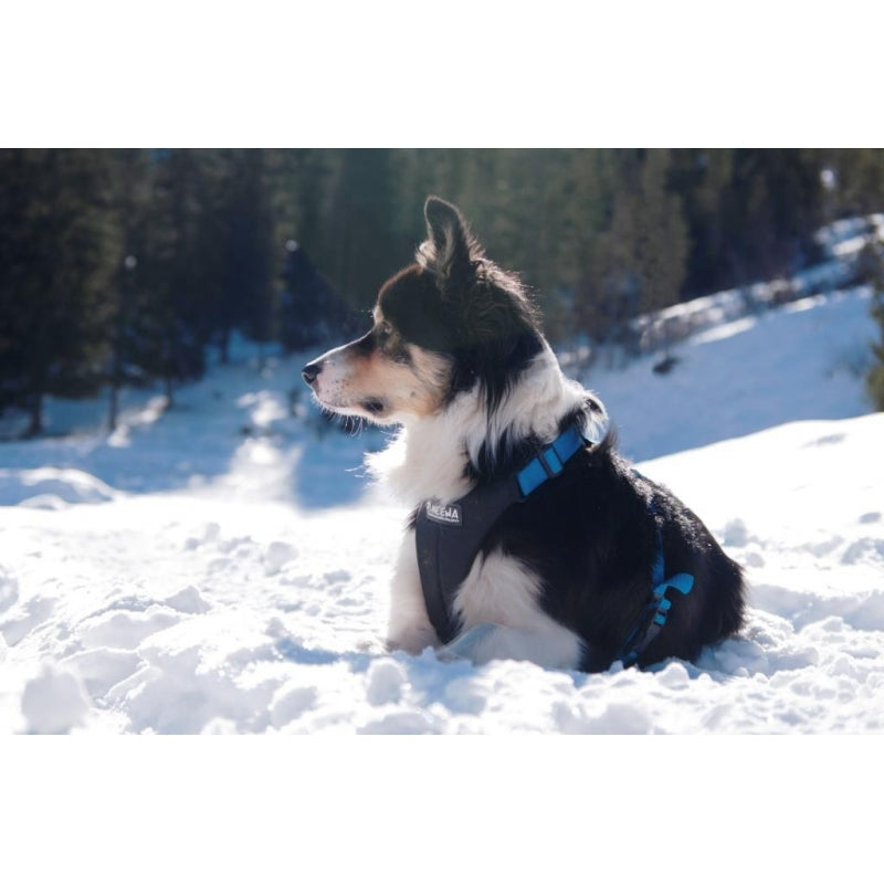 NEEWA - DOG HARNESS